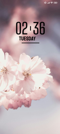 Cherry Blossom