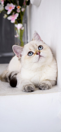 猫咪界的萌主-拍信图库