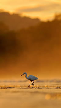 Egretta thula in nature coast habitat at sunrise