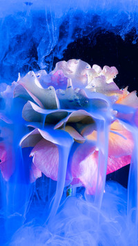 The dog rose underwater