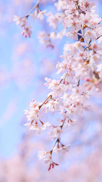 Chinas Most Beautiful Cherry Blossom Appreciation Resort 0