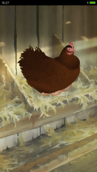 母鸡生蛋