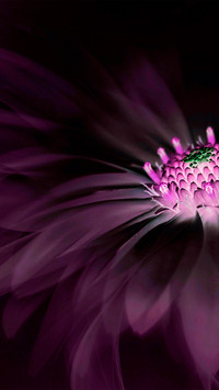 Pink gerberas