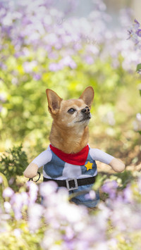 Dog Health Issues 9