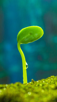 Sprouting in the rain