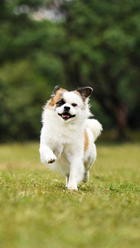 Looking at Personality from the Sleeping Position of Dogs 6