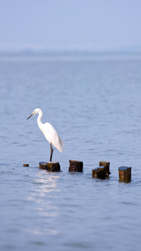A white great egret standing alone on s stub