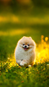 A Brown Pomeranian Dog Walks on the Lawn in the Park