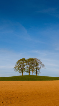 Oak tree crosssection green fields