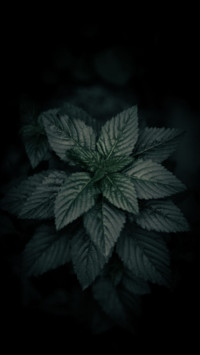 Amoled HD  (12)