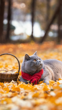 Complete collection of cat names 83