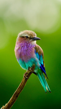 The millennium misunderstanding in bird names