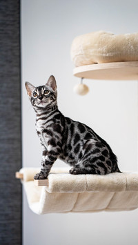 Bengalcat Cat Cats Katze Bengal