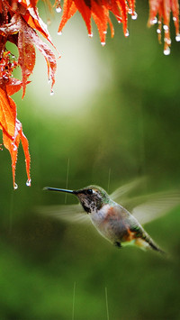 Hummingbirds in the rain