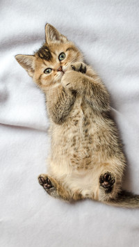 猫咪打滚是撒娇吗