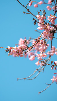 Cherry blossoms in splendor