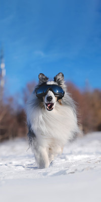 Can dogs suffer from appearance anxiety