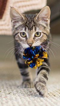 Isnt what you conquer 3 powerful cat