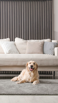 Adorable Golden Retriever dog in living room