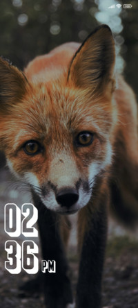 Orange Fox