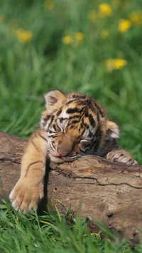 Four cold knowledge about tigers 6