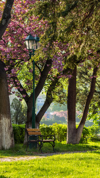 cherry blossom