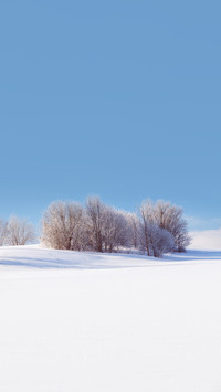 Beautiful trees in winter landscape in early morning