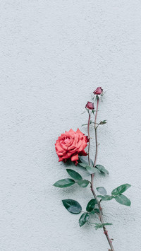 international_flower (5)