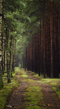 Roads &amp; Pathways (35)