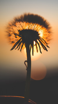 Dandelion (8)
