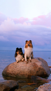 Two smart nice black sable white tricolor shetland sheepdogs