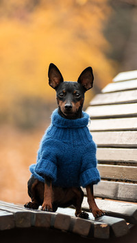 Miniature pinscher in blue sweater sitting on park bench