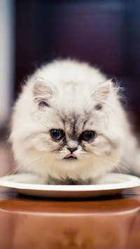 大脸加菲猫