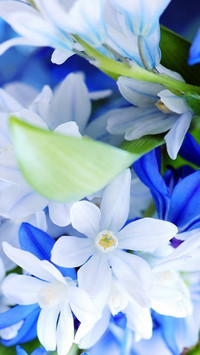 Bouquet of white and blue flowers