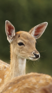 Cute Deer in Park