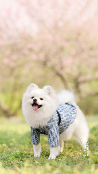 Healthy food for Pomeranians 17