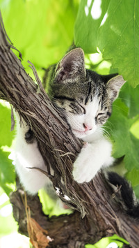 A magical object that makes cats unable to stop 27