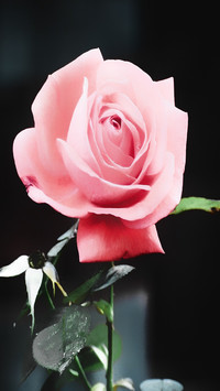 Shivansh Agarwal 2
