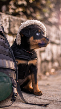 international_animal (7)