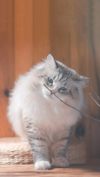 猫咪是“功夫高手”