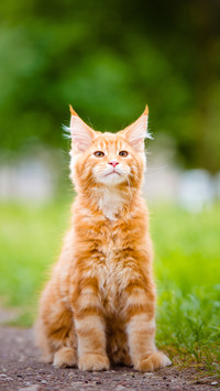 An Orange Cat Sitting on The Grass
