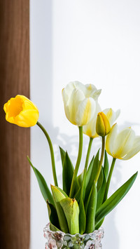 Yellow tulips in vase isolated on blurred background