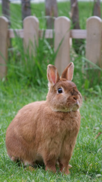 Rabbit (4)