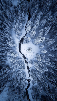 冬雪与松树