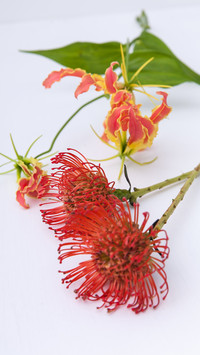 针垫花
