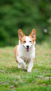 Why are corgis born with short legs