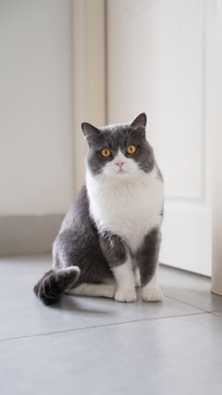 养猫最让人感动的瞬间