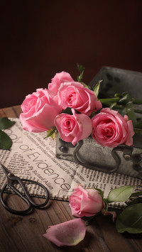 520 give her a bouquet of roses