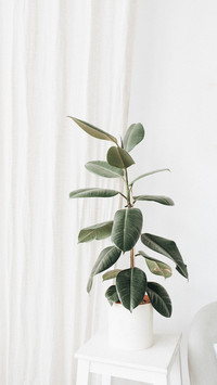 Home plants