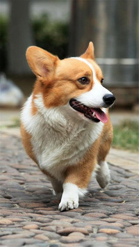 狗